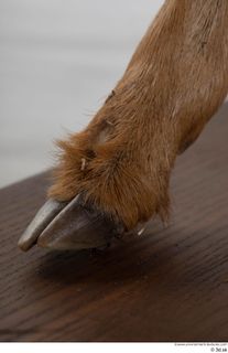 Deer doe foot hoof 0017.jpg